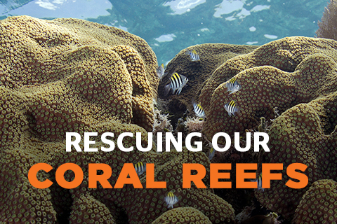 Rescuing Our Coral Reefs