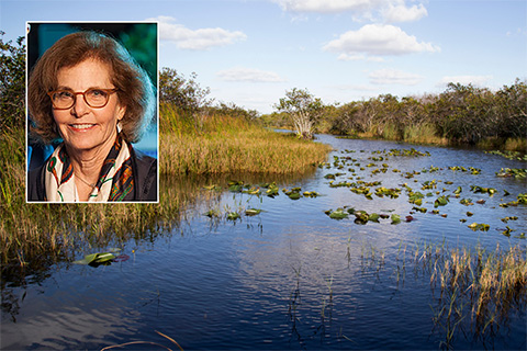 As a biology major at the U, Sandra Aronberg (inset) spent many hours working on research projects in the Florida Everglades. 