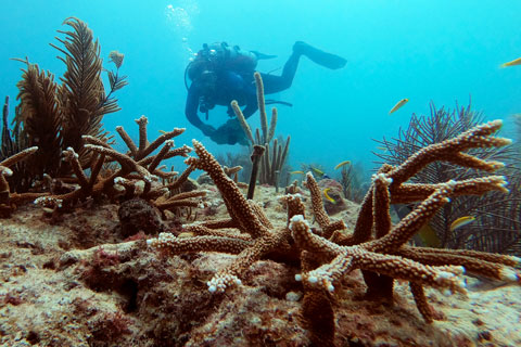 University of Miami scientists are working to restore coral reefs along the Florida Reef Tract. 