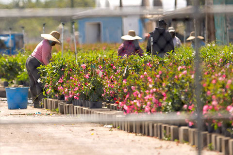   Workers attend to tropical plants and flowers at a nursery in Homestead, Florida, in this file photo from 2013. Photo: The Associated Press